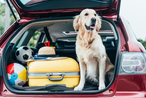 Porta malas do carro com mala e cachorro 